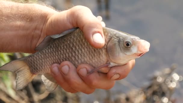 Mãos fortes masculinas de um pescador segura em suas mãos um peixe vivo recém-capturado respirando na natureza contra o fundo de uma lagoa. Peixe grande que suga o ar. Peixes de água doce
 - Filmagem, Vídeo