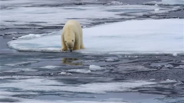 Niedźwiedź polarny spacerujący po przełamanym lodzie morskim - Materiał filmowy, wideo