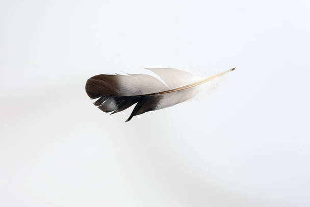 Musta valkoinen kyyhkynsulka valkoisella pohjalla
 - Valokuva, kuva