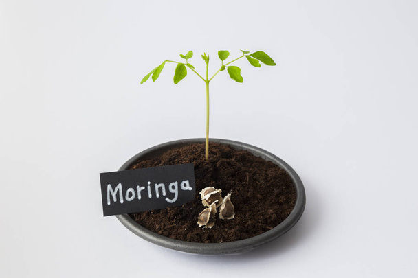 A seedling and three seeds of Moringa. Seeded in black bowl. The background is white. Front view. - Photo, Image