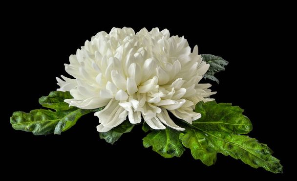 Single white chrysanthemum flower head with wet green leaves close up on black background lies. Floral elegant pattern, botanical element for design - Photo, Image