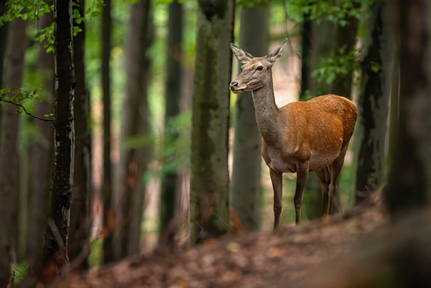 Προσεκτική πίσω κόκκινο ελάφι κοιτάζοντας στην άκρη σε ένα καλοκαίρι ή φθινόπωρο δάσος με δέντρα - Φωτογραφία, εικόνα