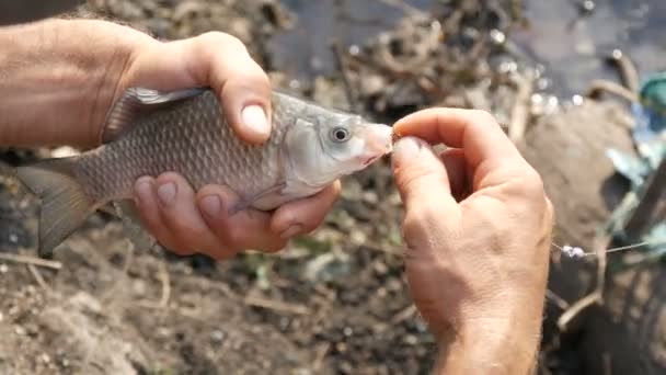 Αρσενικό ισχυρά χέρια ενός ψαρά κρατά στα χέρια του ένα φρέσκο αλιεύονται ζωντανά ψάρια αναπνοής στη φύση στο φόντο μιας λίμνης και τραβά από το στόμα ένα αγκίστρι αλιείας - Πλάνα, βίντεο