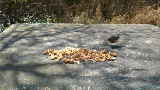 Le Robin des bois (Erithacus rubecula) mange de la nourriture sur la table
 - Séquence, vidéo