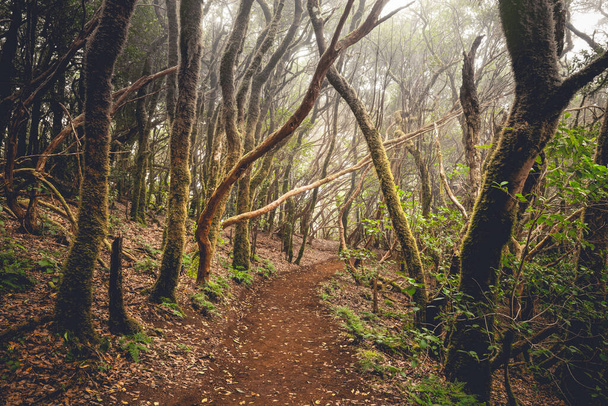 path through a dark forest. Misty woodland landscape - Photo, Image