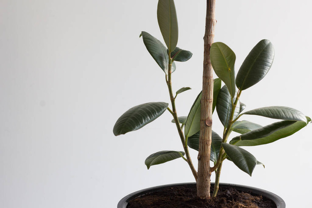 New sprouts of ficus on trunk of plant on white background - 写真・画像