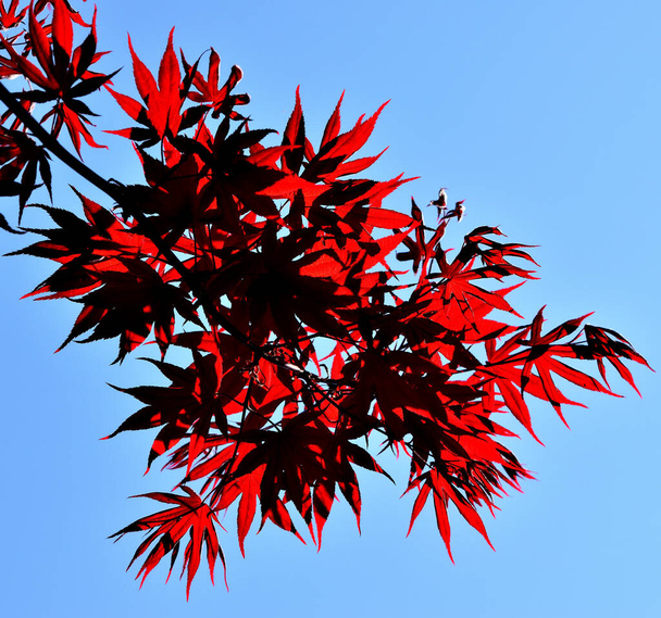Gros plan des feuilles rouges d'un acer palmatum japonais fraîchement germé, illuminé par le soleil printanier
 - Photo, image