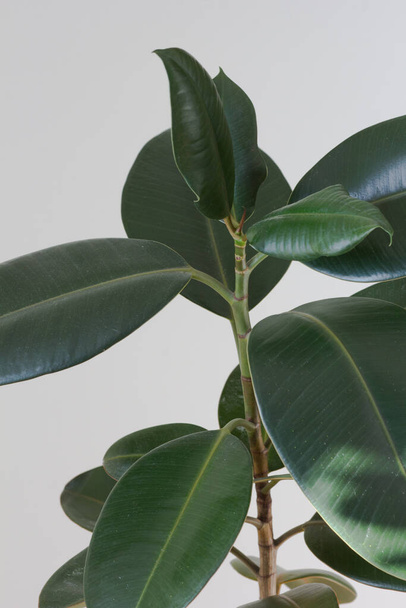 Leaves of Ficus in house pot indoor on white background - Foto, afbeelding