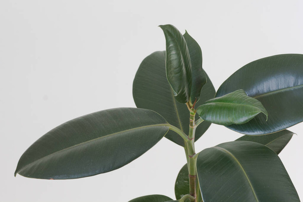 Leaves of Ficus in house pot indoor on white background - Foto, Imagen
