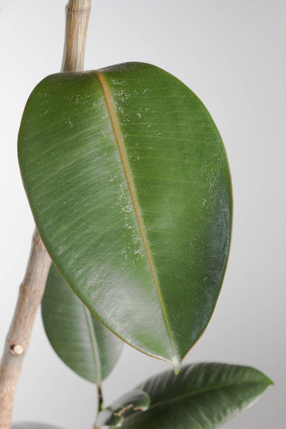 Close up leaf of Ficus in house pot indoor v - Zdjęcie, obraz