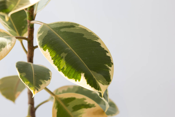 Leaves of Ficus in house pot indoor on white background - Photo, image