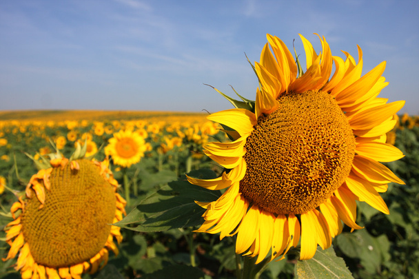 Gebied van zonnebloemen en blauwe zon hemel - Foto, afbeelding