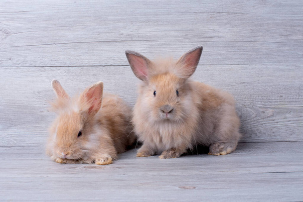 İki sevimli küçük kahverengi tavşan gevşeme hareketi ile ve gri ahşap desenli arka planda kalmak. - Fotoğraf, Görsel