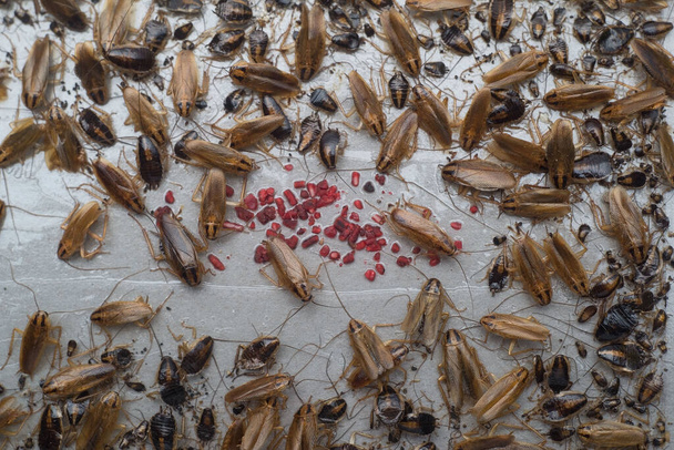 primo piano, la consistenza degli scarafaggi indoor, cattura le zampe su una trappola speciale appiccicosa dagli scarafaggi. Primo piano Distruzione e controllo degli insetti al coperto
 - Foto, immagini