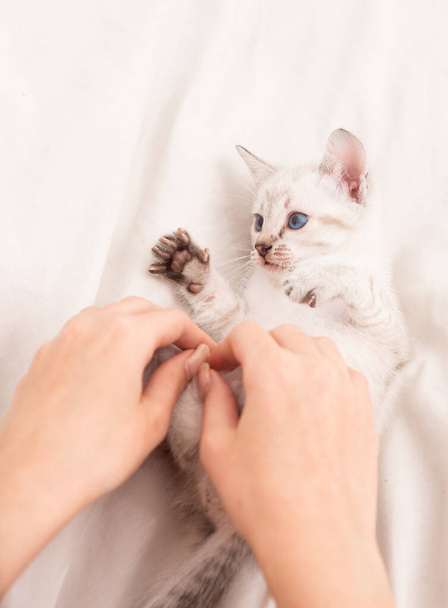 Small cute kitten relax. Baby cat. Cute white kitten. Tender and lovely. White kitten playing with female hands. Pet concept. Share love. Cozy home. Play with kitty. Care and love. Vet shop - Valokuva, kuva