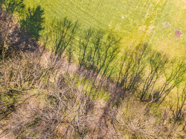 Vista aérea de la sombra de los árboles con ramas desnudas en el soleado día de primavera
. - Foto, Imagen