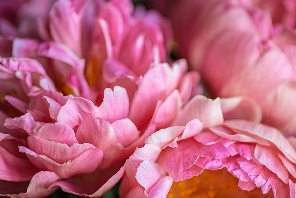 Beautiful pink flower background. Peony close up. Pink petal texture. - 写真・画像