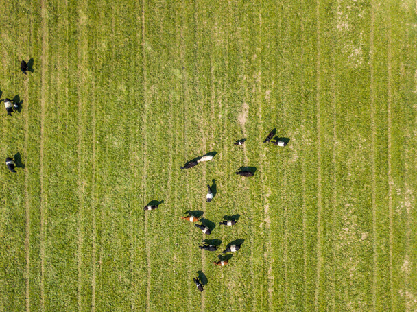 A zöld legelőn legelő tehenek állományának légi kilátása. Az állattenyésztés fogalma fénymásolási hellyel. - Fotó, kép