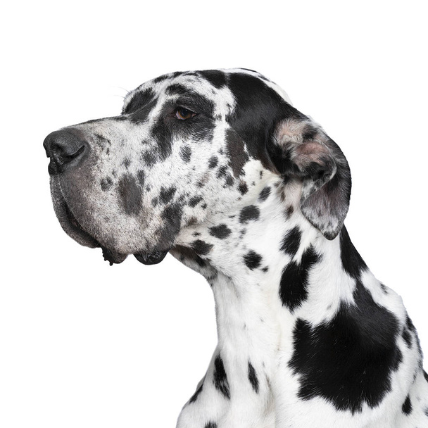 Portrait de la tête d'un grand chien danois ou chien allemand, la plus grande race de chiens au monde, fourrure d'arlequin, blanche avec des taches noires, assise isolée en arrière-plan blanc
 - Photo, image
