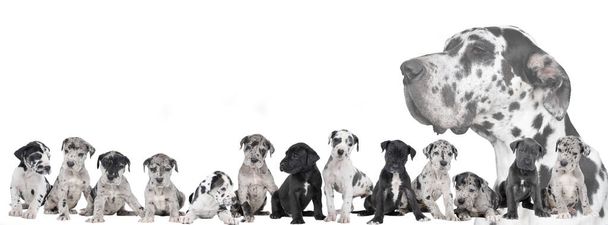 世界最大の犬「グレート・デーン・ドッグ」や「ジャーマン・ドッグ」の子犬のゴミのパノラマ、白、青、黒、白の斑点のある黒、ハーレクイン・ファー、白の背景に隔離された座って - 写真・画像