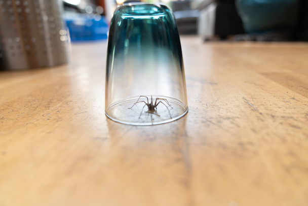 a Caught big dark common house spider under a drinking glass on a smooth wooden floor seen from ground level in a living room in a residential home - Photo, Image