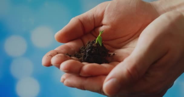 Jonge spruit in handen van de boer. tuinmannen handen houden een groene zaailing in hun handpalmen tegen de hemel. paprika 's van dichtbij. milieuvriendelijke spruit. ecologisch schone planeet. - Video