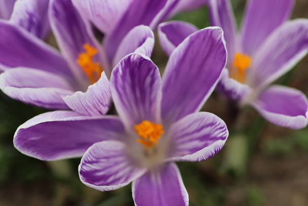 beautiful purple flowers in spring in the flowerbed - Фото, зображення