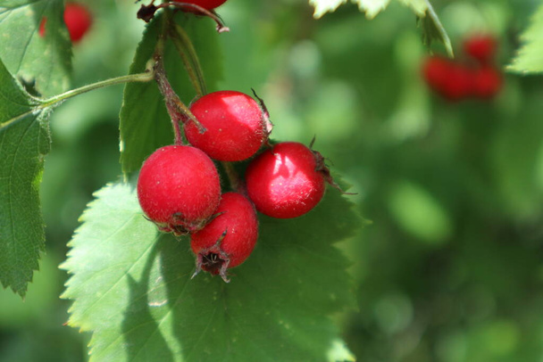 緑の葉を持つ赤いサンザシの果実自然庭園クローズアップ明るい日当たりの良い健康的な食べ物秋の収穫イメージ - 写真・画像