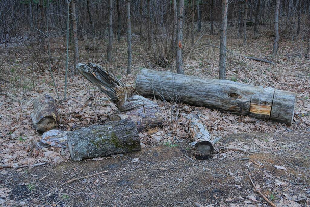 szare stare kłody i kawałki drzew leżą na ziemi i suche liście w lesie - Zdjęcie, obraz