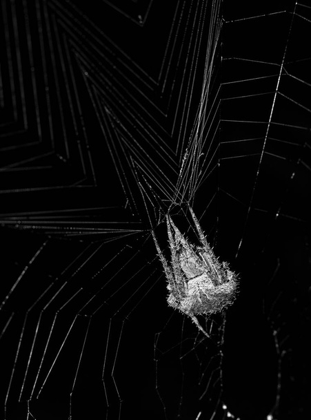 un ragno vaga sulla sua tela
 - Foto, immagini