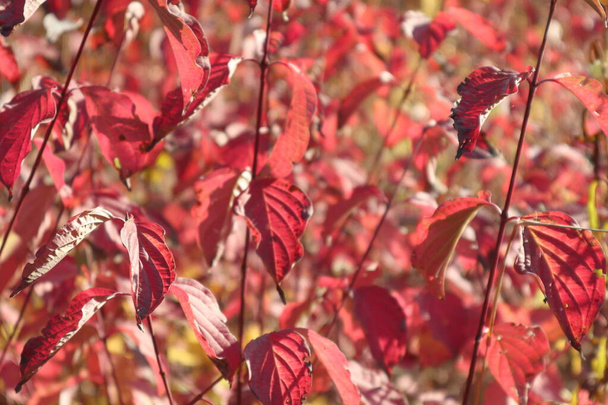 Rosso autunno giornata di sole rosso foglie texture primo piano sfondo. Autunno natura colori vivaci tempo
 - Foto, immagini