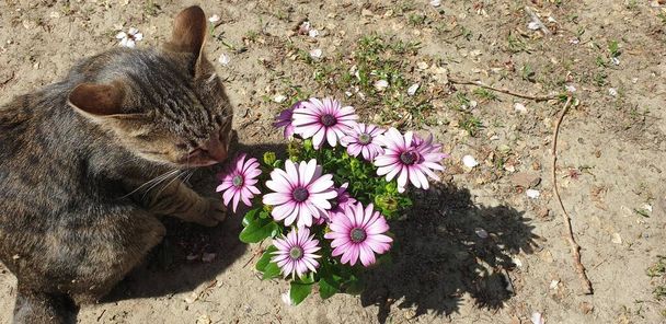 кошка нюхает цветы наслаждения начала лета
 - Фото, изображение
