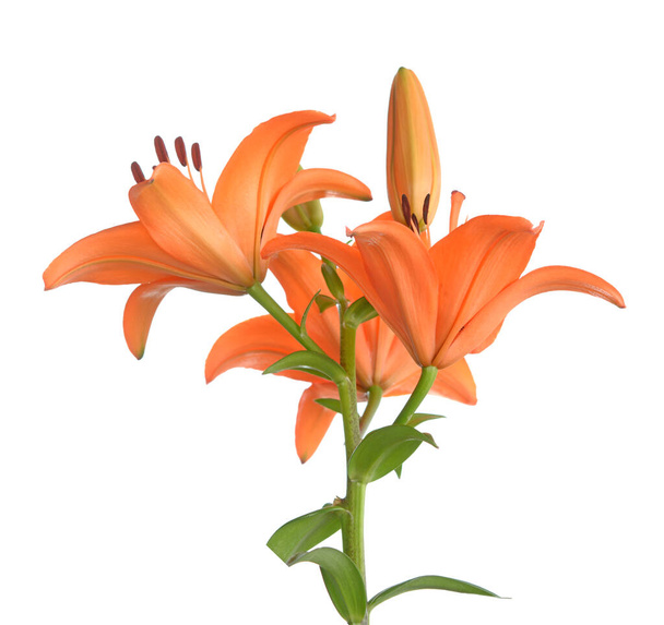 a bouquet Orange color lily flower isolated on white - Photo, Image