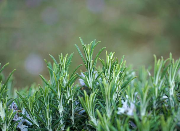 Spitze von wilden Rosmarinpflanzen mit grünen Blättern mit Pollen auf verschwommenem grünem Hintergrund - Foto, Bild
