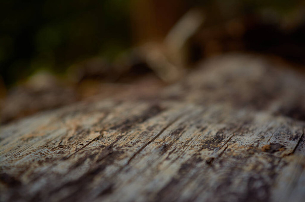defocused detail of mold on the bark of a felled log - Foto, Bild
