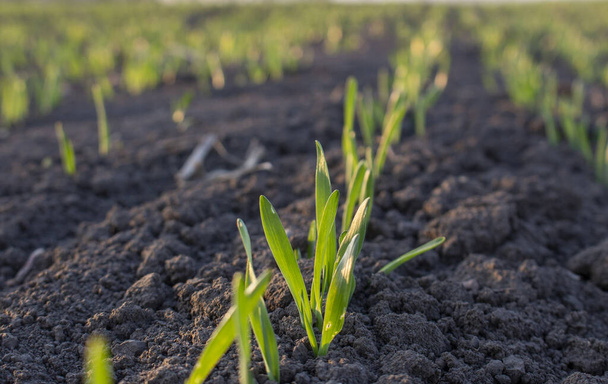 Filas de cebada joven en el suelo en el campo. Cultivo de cereales
. - Foto, Imagen