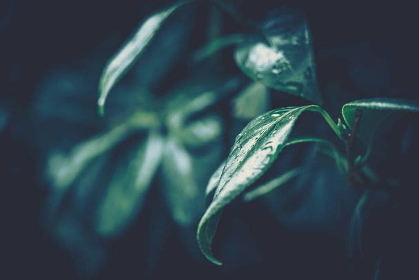 Green Leaf Texture; nature background - Foto, imagen