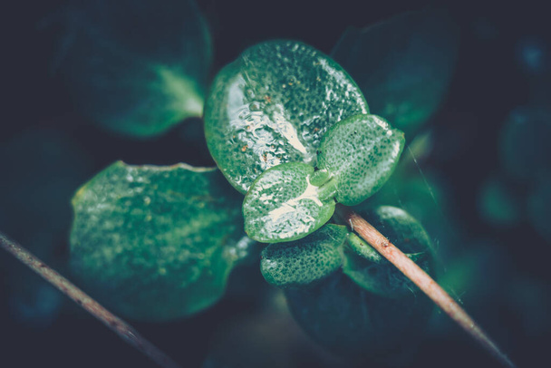 Green Leaf Texture; nature background - Foto, Imagem