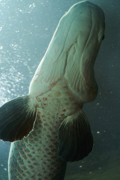 Piracucu fish swimming underwater photographed upwards - Photo, Image