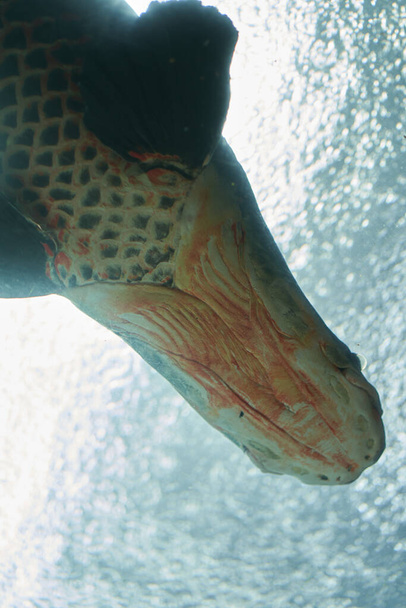 Piracucu fish swimming underwater photographed upwards - Photo, Image