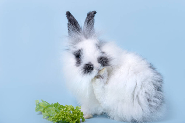 Cuteness coelhinho manchado com vegetais no fundo azul claro
 - Foto, Imagem