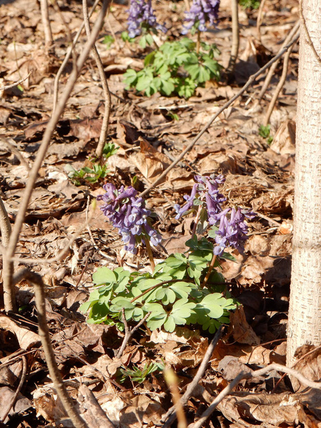 春の森を背景にコリダリスの春の薄紫色の花を咲かせます - 写真・画像