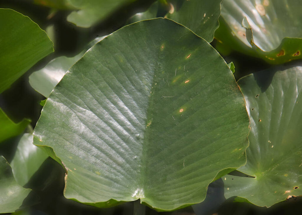 Sluitingen van een enkel geel waterlelieblad (nuphar lutea)) - Foto, afbeelding