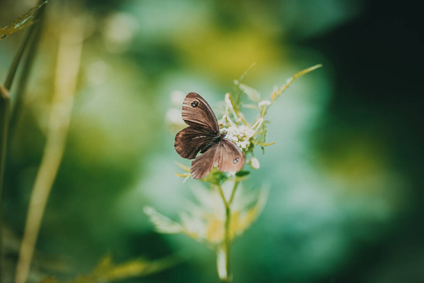 Хрупкая коричневая бабочка сидит на цветке на фоне зеленой травы
 - Фото, изображение