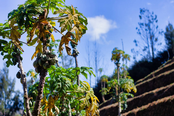 Carica Plant on the Field, Papaya Variety,選択的フォーカス - 写真・画像