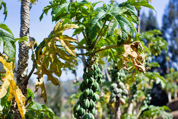Planta de Carica en el Campo, Variedad Papaya, enfoque selectivo
 - Foto, Imagen