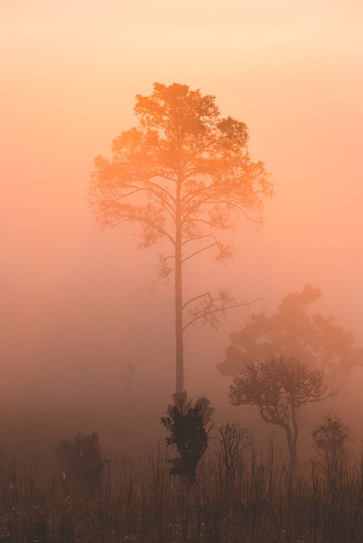 Pinus mugo - También se conoce como pino rastrero, pino de montaña enano, pino mugo - Foto, imagen