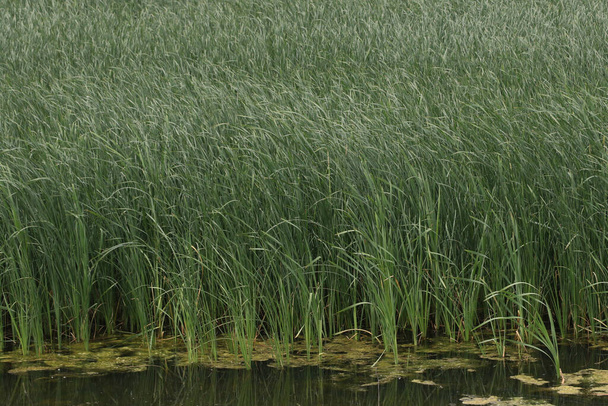 Detailní záběr na vysokou mokřadní trávu - Fotografie, Obrázek