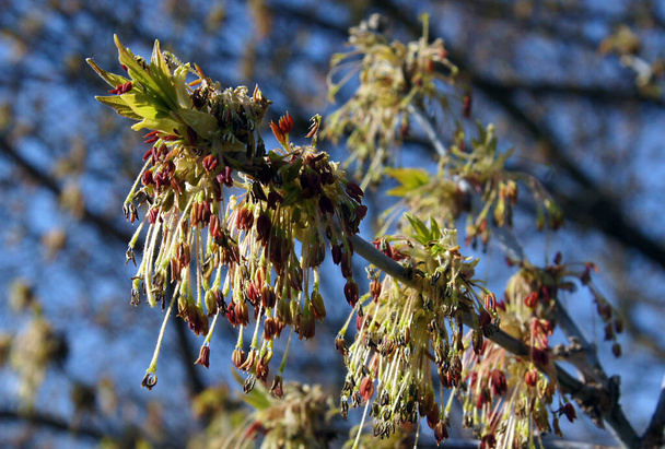Box Elder (Acer negundo) virágzás kora tavasszal. Kép helyi fókuszálással és sekély mélységélességgel - Fotó, kép