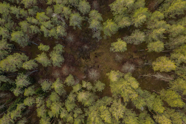 Drone vista de cima para baixo da floresta durante o dia de verão. Diretamente acima
. - Foto, Imagem